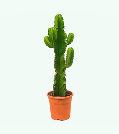 Euphorbia cactus ingens oaxaca kamerplant