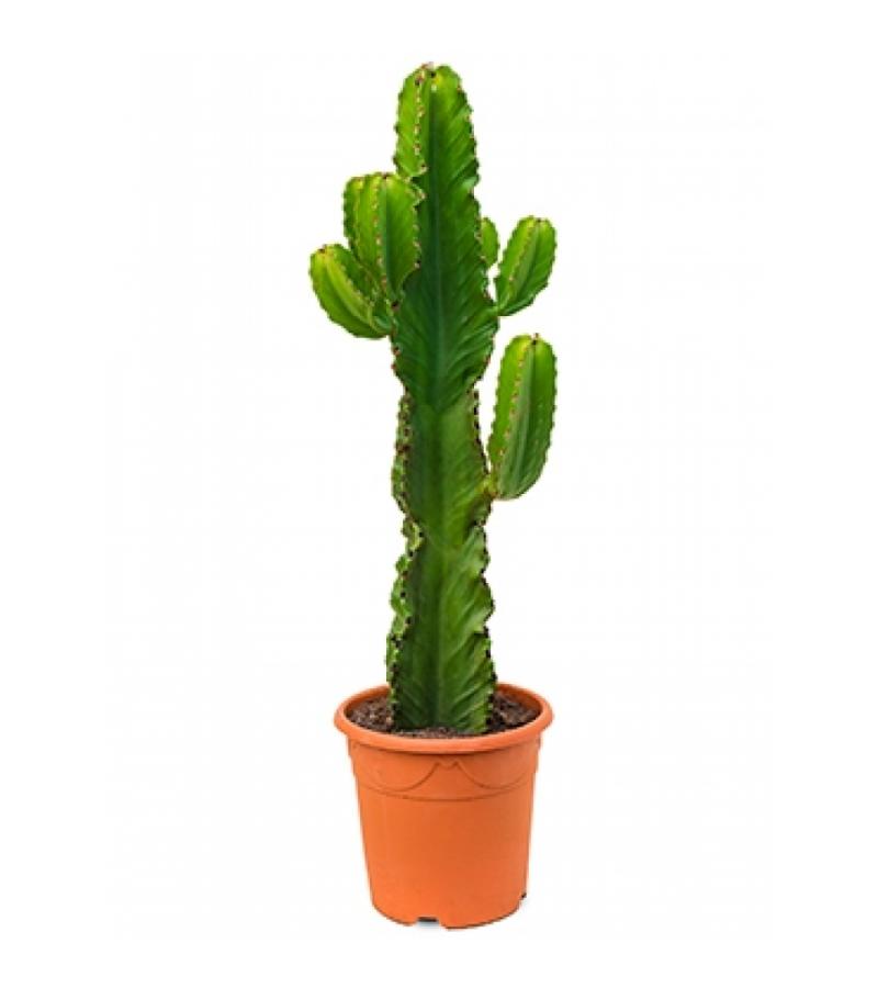 Euphorbia cactus ingens oaxaca kamerplant