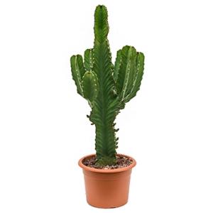 Euphorbia cactus ingens chihuahua kamerplant