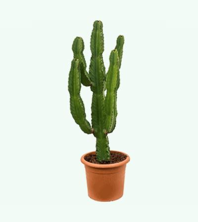 Euphorbia cactus ingens puebla kamerplant