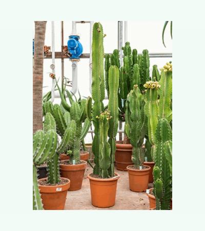 Euphorbia cactus ingens tuxpan kamerplant