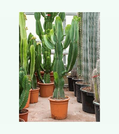 Euphorbia cactus ingens mocu kamerplant