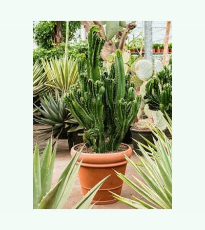 Euphorbia cactus ingens cristata kamerplant