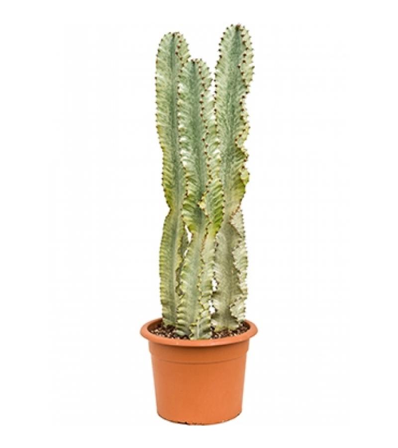 Euphorbia cactus ingens marmorata toef kamerplant