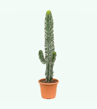 Euphorbia cactus ingens marmorata vertakt S kamerplant