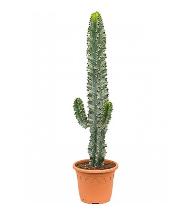 Euphorbia cactus ingens marmorata vertakt S kamerplant