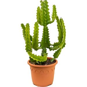 Euphorbia cactus lactea kamerplant