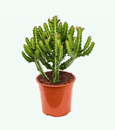Euphorbia cactus lactea compact kamerplant