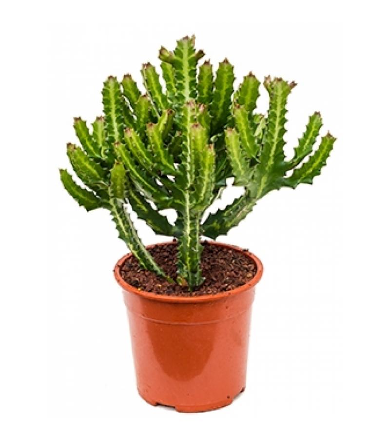 Euphorbia cactus lactea compact kamerplant