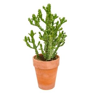 Euphorbia cactus mayuranathanii XXL kamerplant