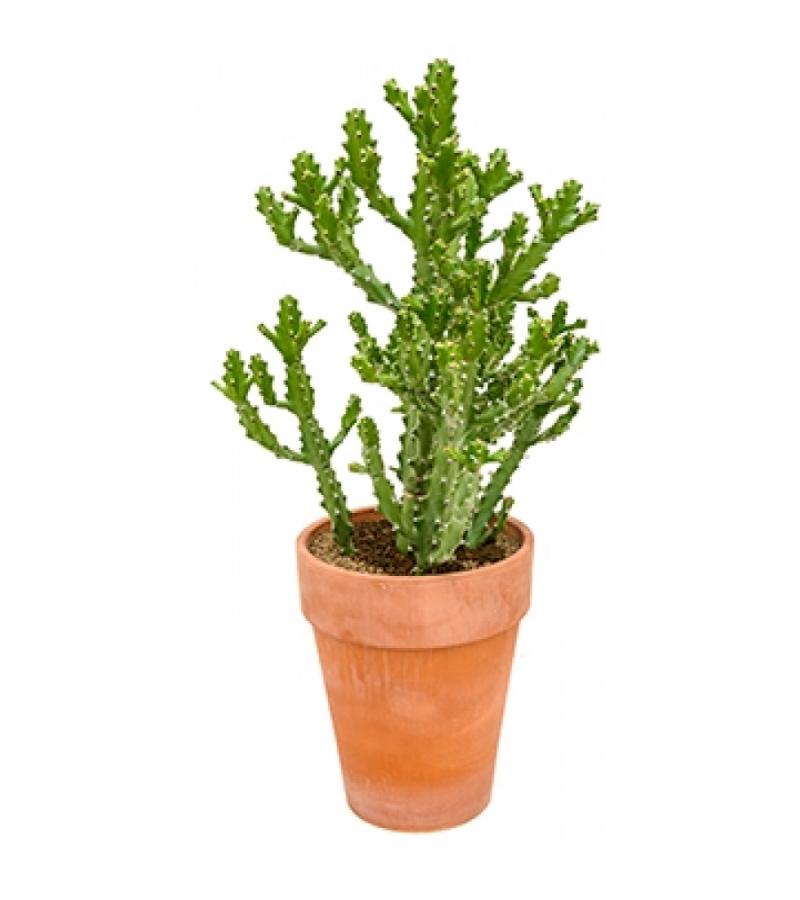 Euphorbia cactus mayuranathanii XXL kamerplant