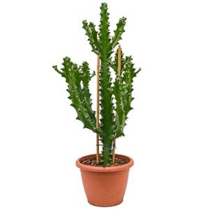 Euphorbia cactus mayuranathanii L kamerplant