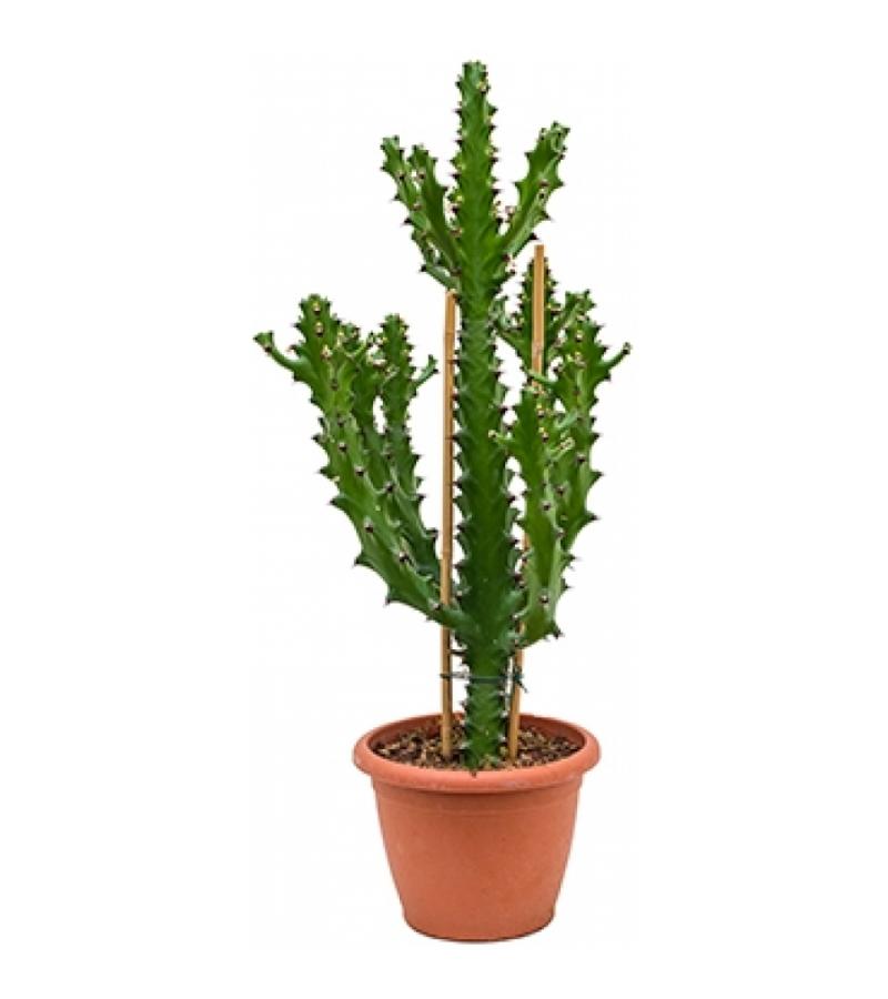 Euphorbia cactus mayuranathanii L kamerplant