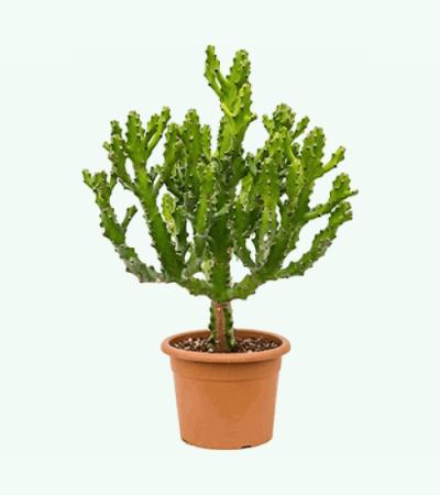 Euphorbia cactus mayuranathanii XL kamerplant