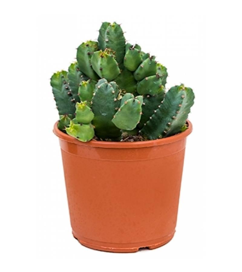 Euphorbia cactus resinifera M kamerplant