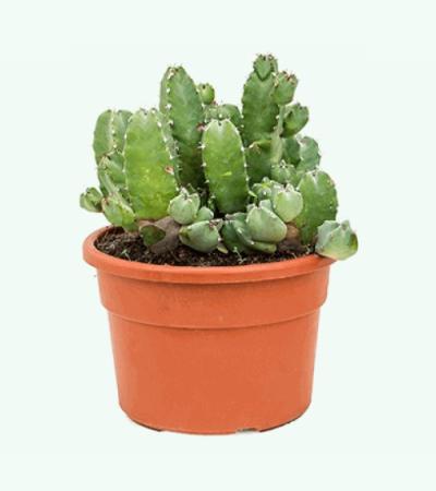 Euphorbia cactus resinifera L kamerplant