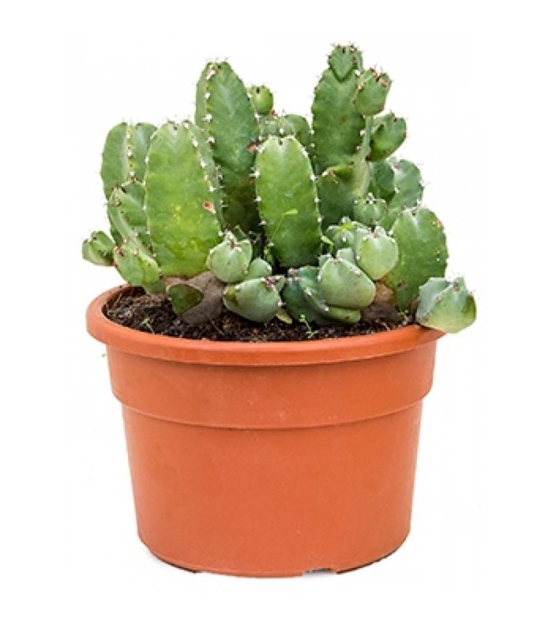 Euphorbia cactus resinifera L kamerplant