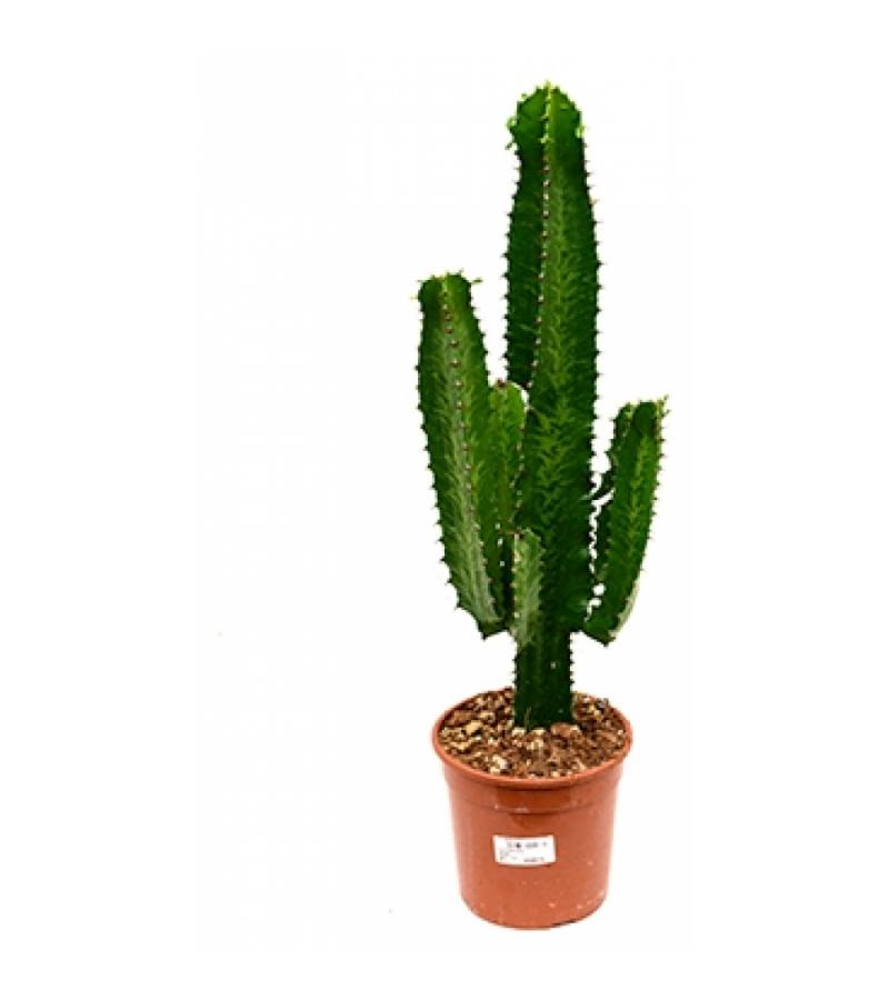 Euphorbia cactus tetra M kamerplant