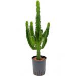 Euphorbia cactus tetra hydrocultuur plant