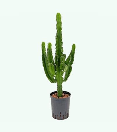 Euphorbia cactus tetra hydrocultuur plant