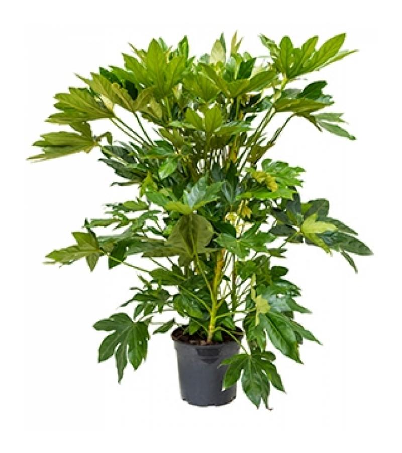 Vingerplant Fatsia japonica L kamerplant
