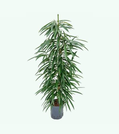Ficus alii toef M hydrocultuur plant