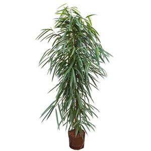 Dagaanbieding - Ficus alii toef L hydrocultuur plant dagelijkse aanbiedingen