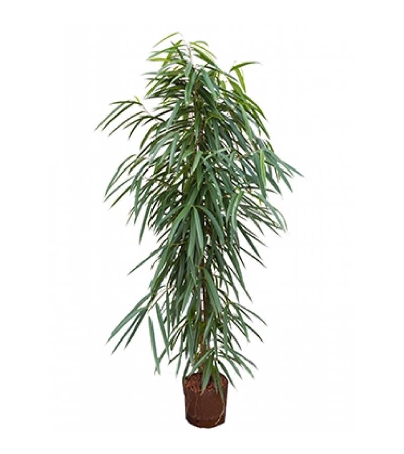 Ficus alii toef L hydrocultuur plant