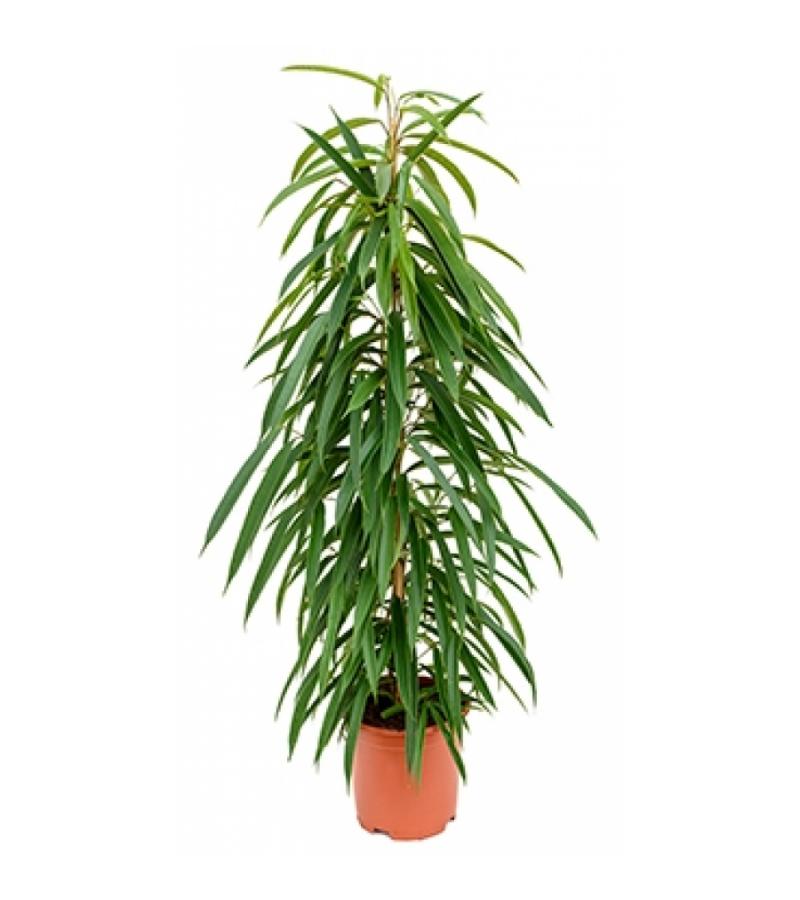 Ficus alii S kamerplant