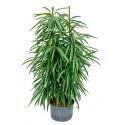 Ficus alii 2pp hydrocultuur plant