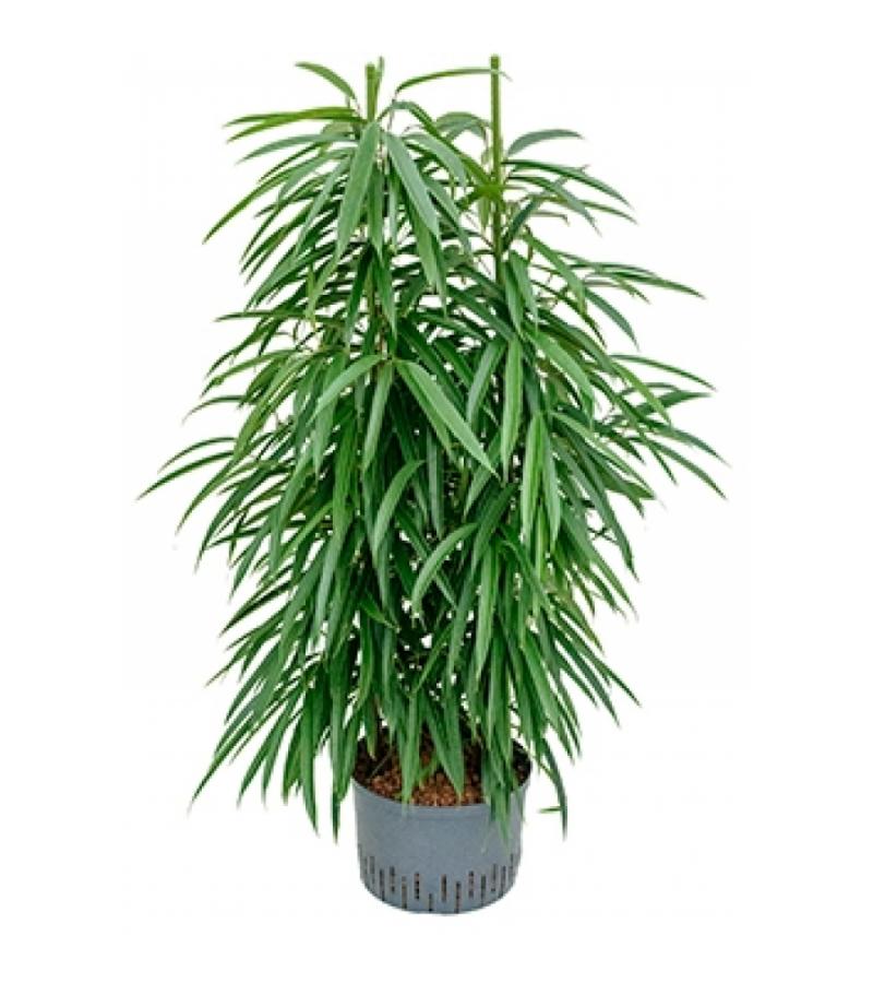 Ficus alii 2pp hydrocultuur plant