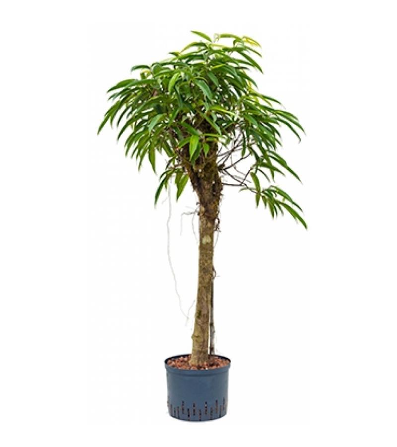 Ficus alii stam M hydrocultuur plant