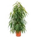 Ficus alii L kamerplant