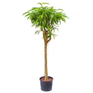 Ficus alii stam L hydrocultuur plant