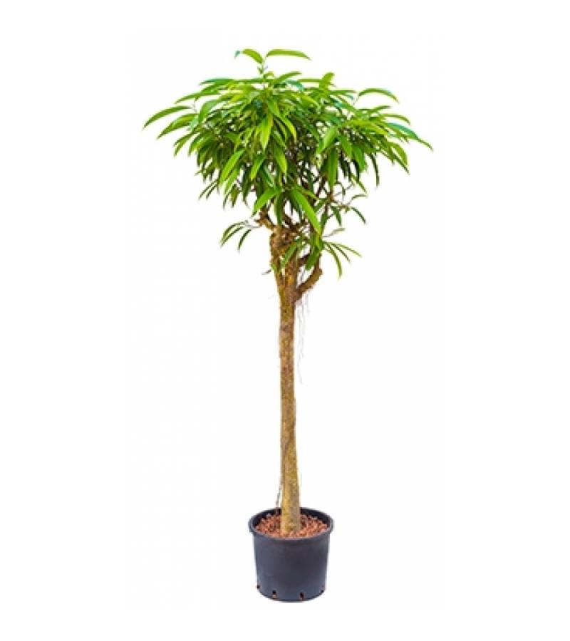Ficus alii stam L hydrocultuur plant