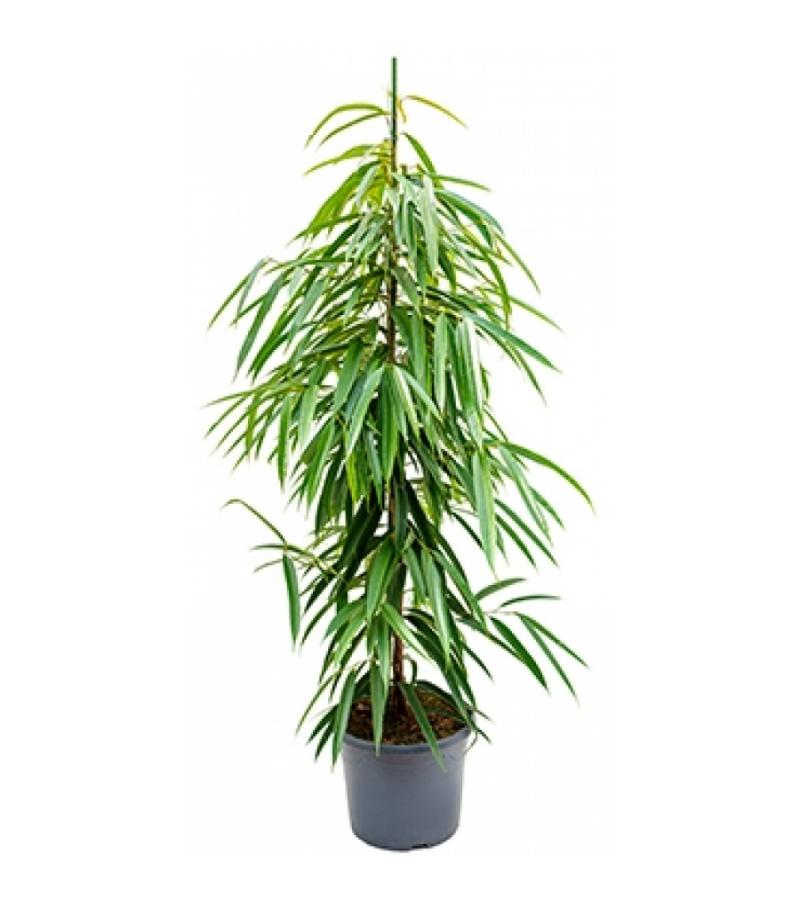 Ficus alii M kamerplant