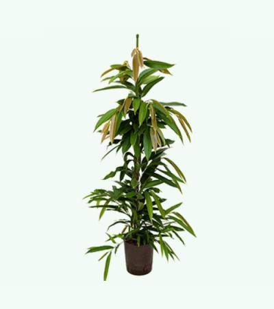 Ficus amstel king toef S hydrocultuur plant