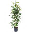 Ficus amstel king toef M hydrocultuur plant