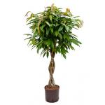 Ficus amstel king gevlochten S hydrocultuur plant