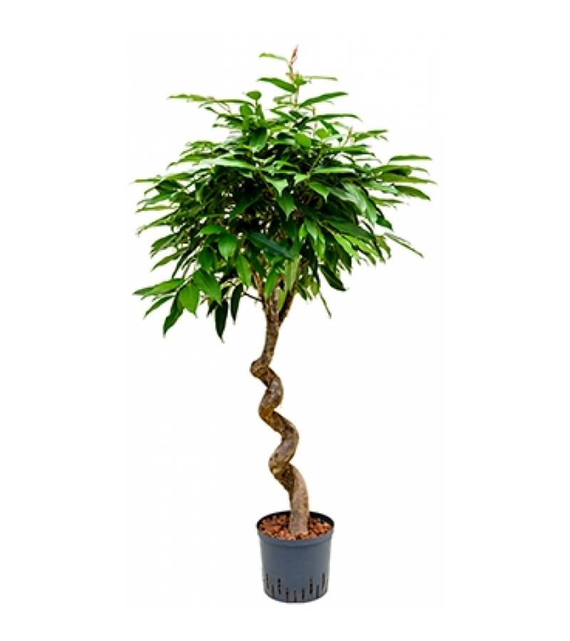 Ficus amstel king spiral S hydrocultuur plant