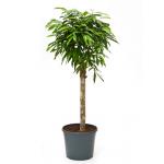 Ficus amstel king stam kamerplant