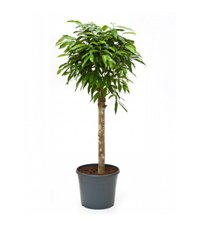 Ficus amstel king stam kamerplant
