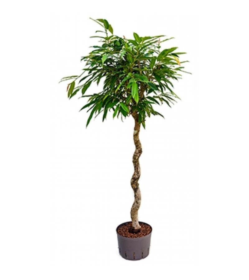 Ficus amstel king spiral XL hydrocultuur plant