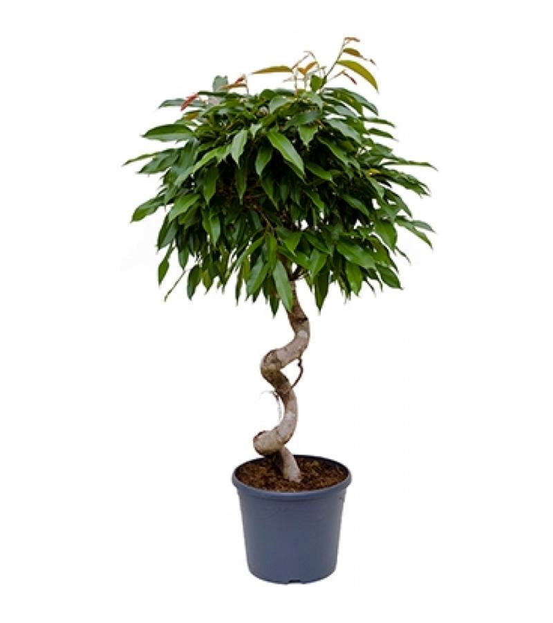 Ficus amstel king spiral kamerplant