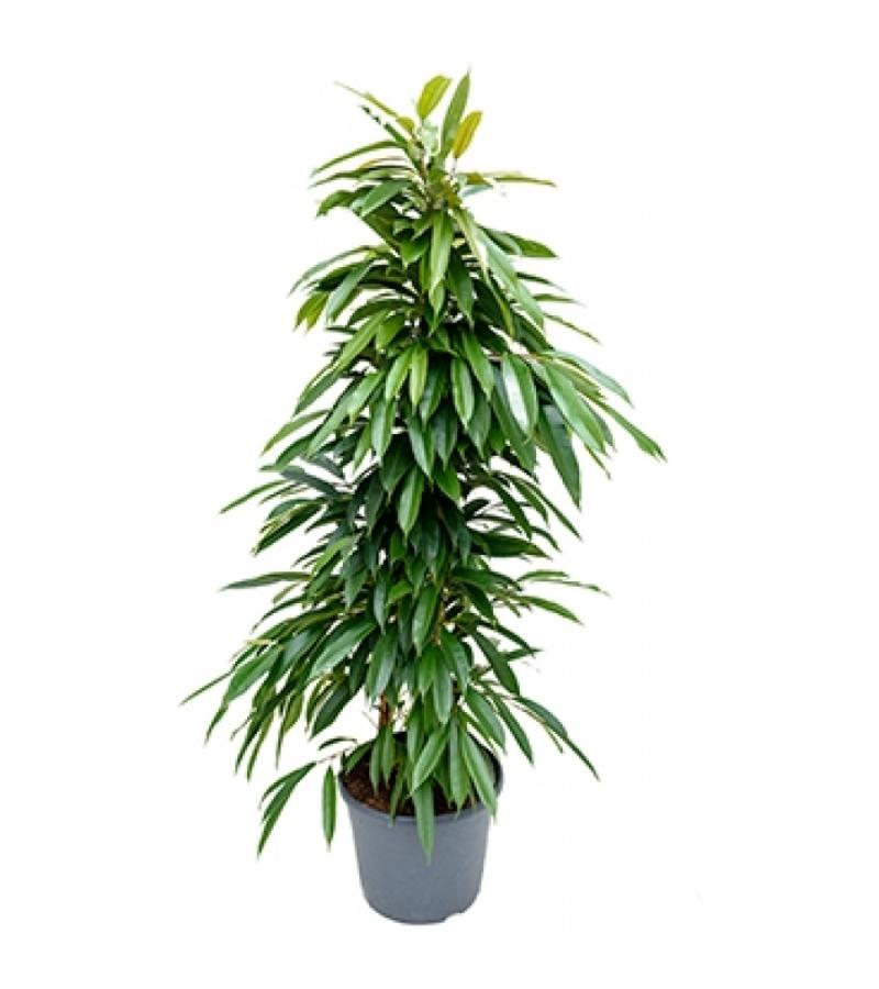 Ficus amstel king M kamerplant