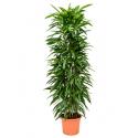 Ficus amstel king columnae kamerplant