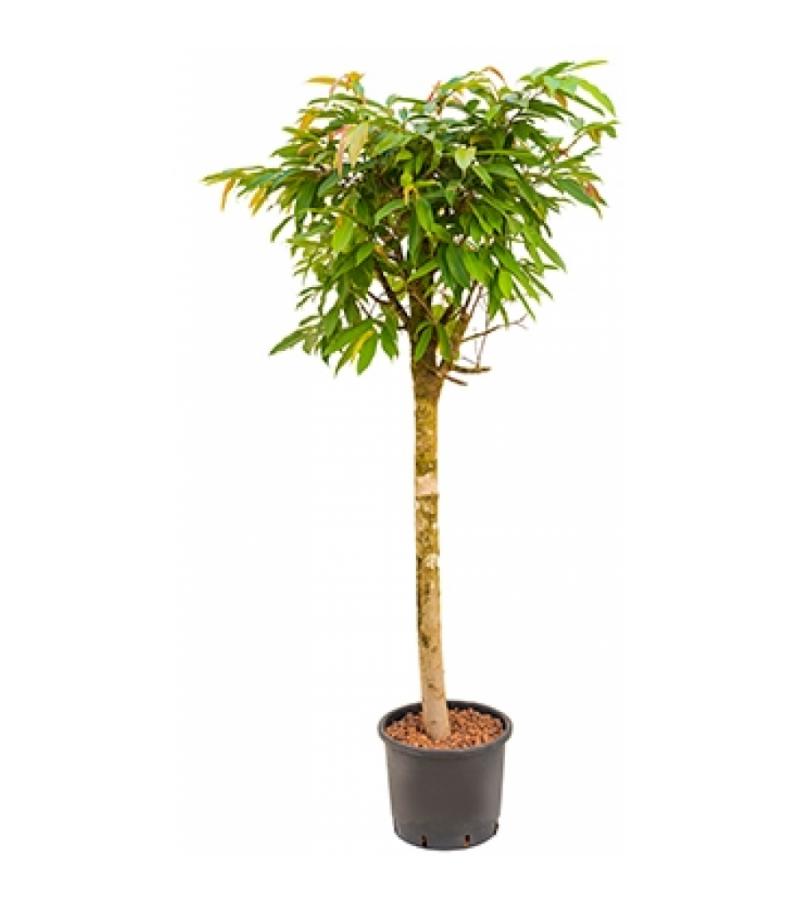 Ficus amstel king stam M hydrocultuur