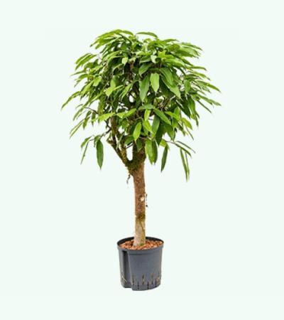 Ficus amstel king stam S hydrocultuur plant