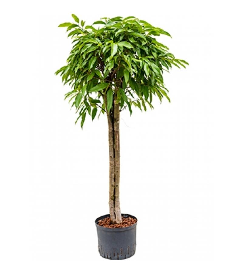 Ficus amstel king stam 3 hydrocultuur plant