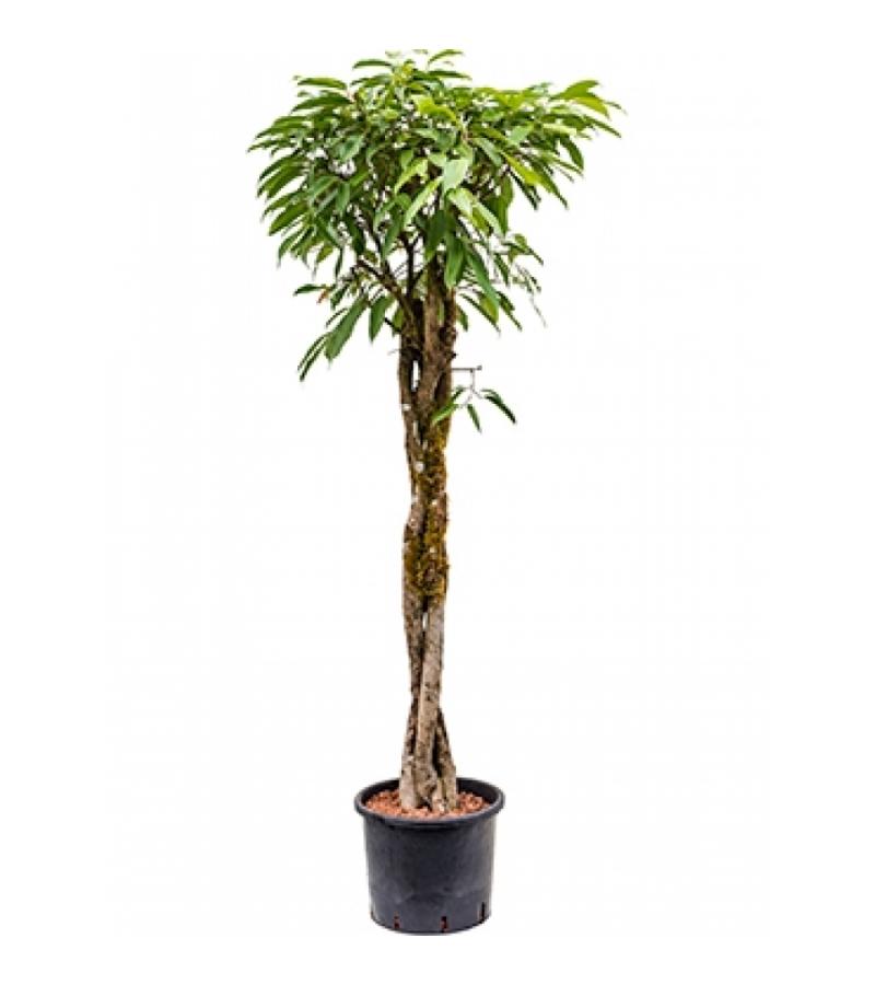 Ficus amstel king gevlochten L hydrocultuur